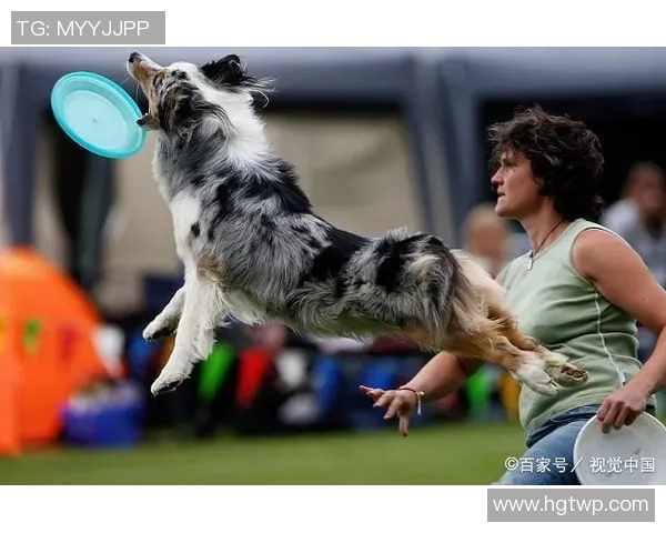 上海飞盘队耐力训练与比赛表现的深度分析与探讨 上海飞盘队耐力训练与比赛表现的深度分析与探讨
